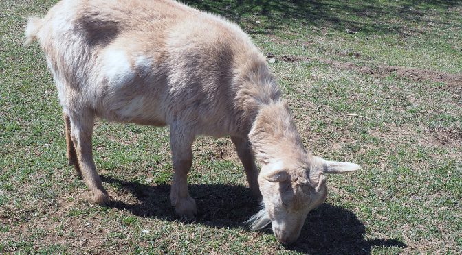 赤ゼルライダーEP70～コロナと無縁？～