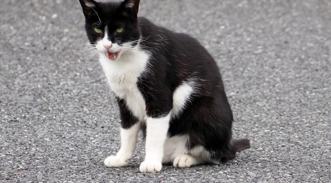 やってられないわ