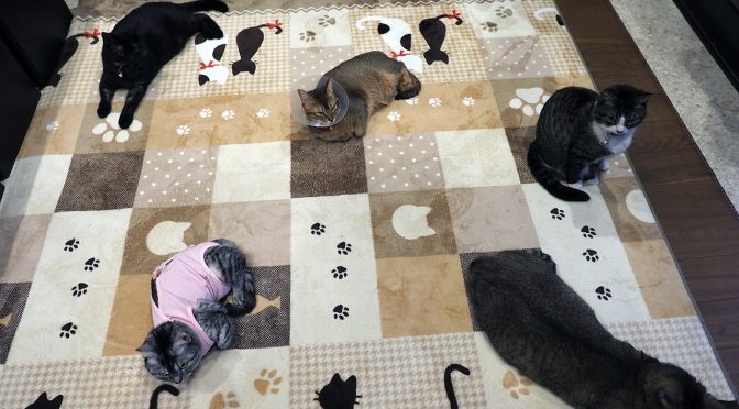 猫カフェ見参!