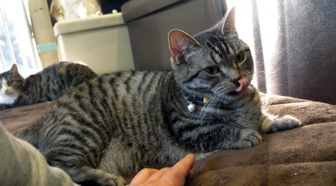 そして再びマタタビ？