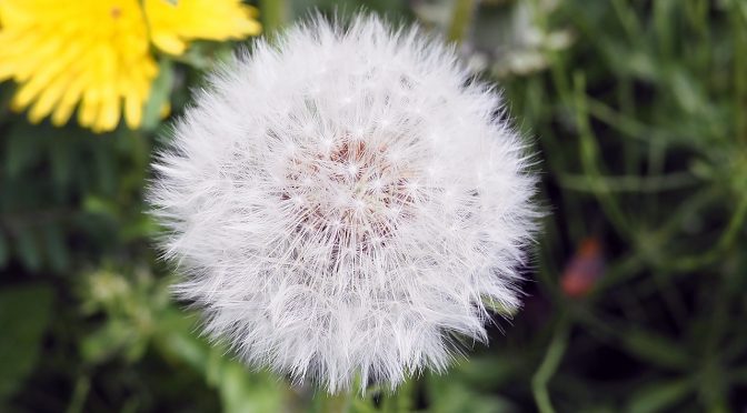 たんでらいおん