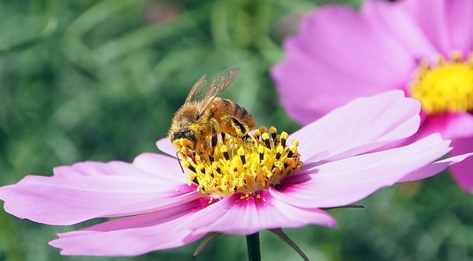 黒エフが征くEP43～ドナドナ～