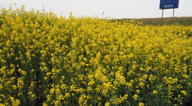 故郷にも春が来る
